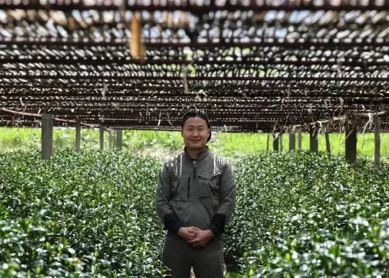 A field of matcha plants grow under a shade trellis of bamboo with a farmer standing in the centre of the frame.