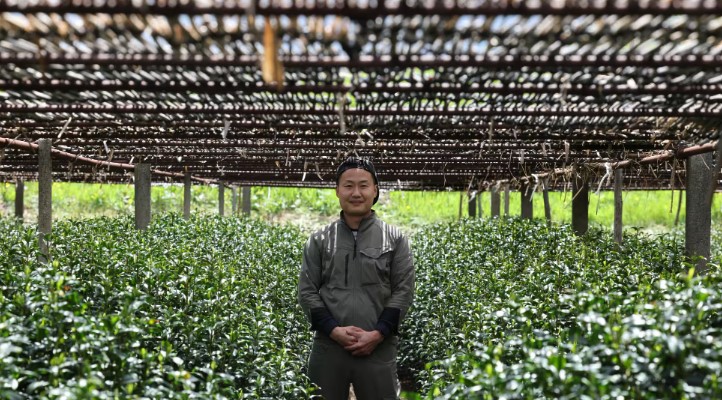 Matchafarmer - CERES Fair Food A field of matcha plants grow under a shade trellis of bamboo with a farmer standing in the centre of the frame.