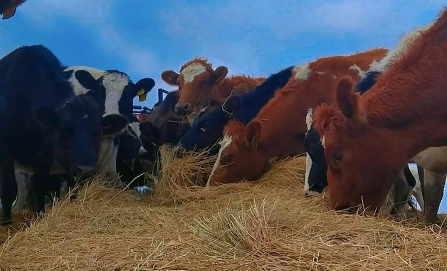 Schulzcalves - CERES Fair Food Calves feeding at Schulz Dairy, VIC