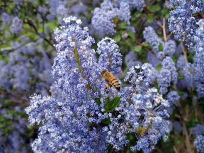 ceanothus-honey-bee - CERES Fair Food Ceanothus and a bee