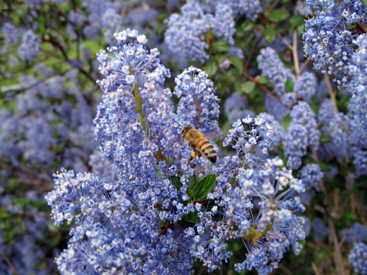 ceanothus-honey-bee - CERES Fair Food European honey bee hovers by the dense blue flowers of a Ceanothus bush.