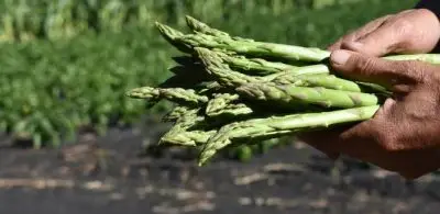 loose spears of asparagus being held gently, you can see the field behind