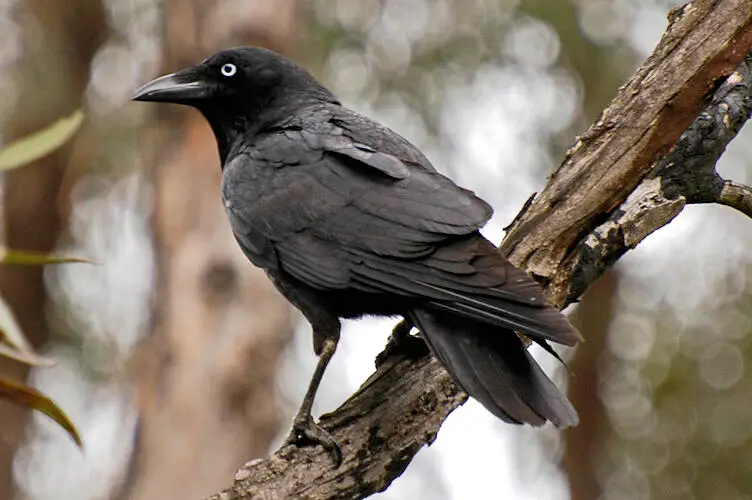 Little Raven looks out from a tree branch