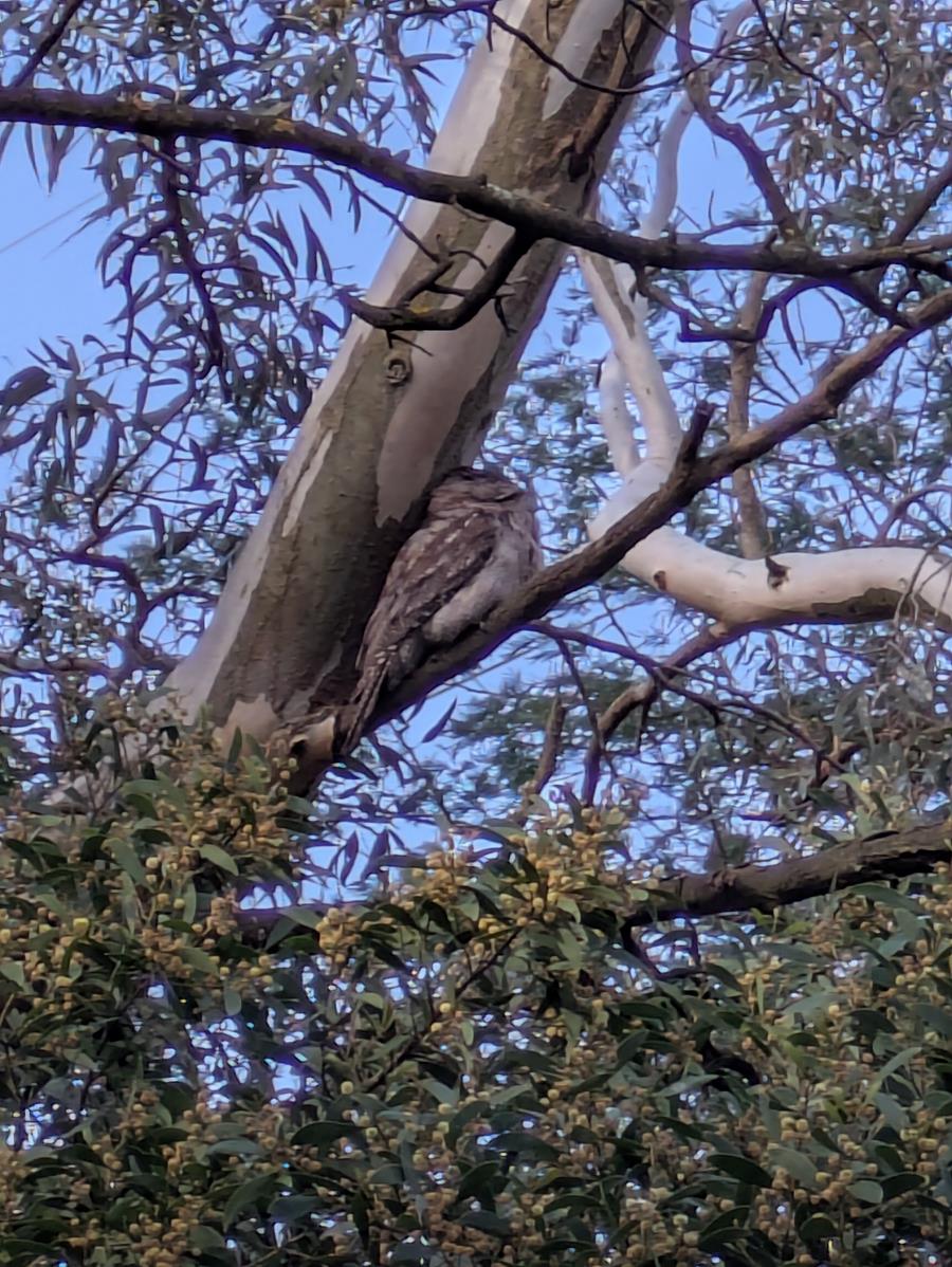 Tawny-in-tree - CERES Fair Food