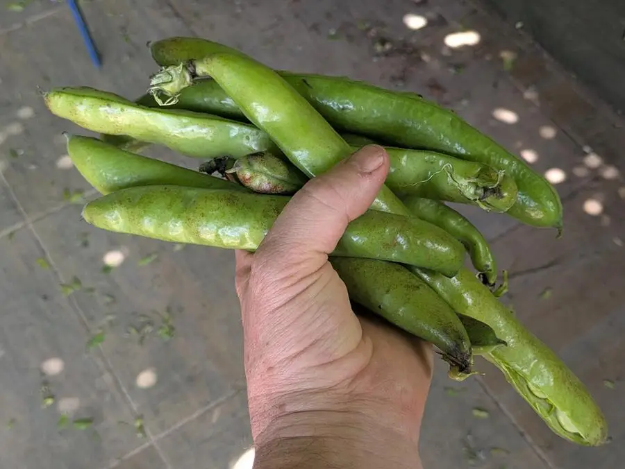 Holding a bunch of freshly picked broad beans from Joe's market garden