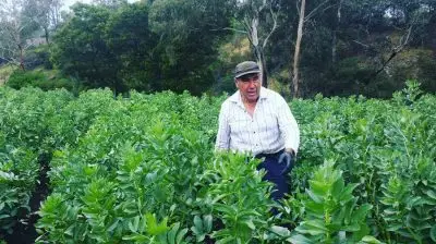 - CERES Fair Food Vince in broad bean patch