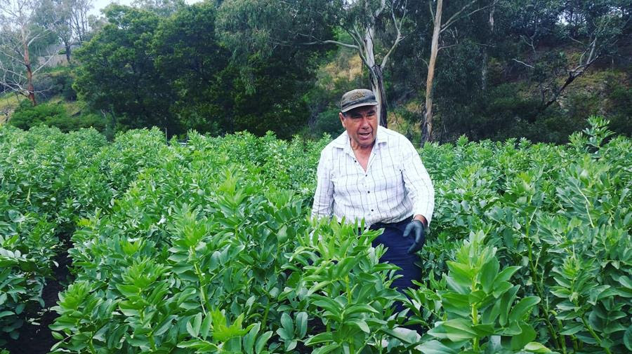 - CERES Fair Food Vince in broad bean patch