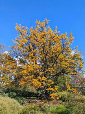 Silky_Oak_Flowering - CERES Fair Food Silky Oak in flower