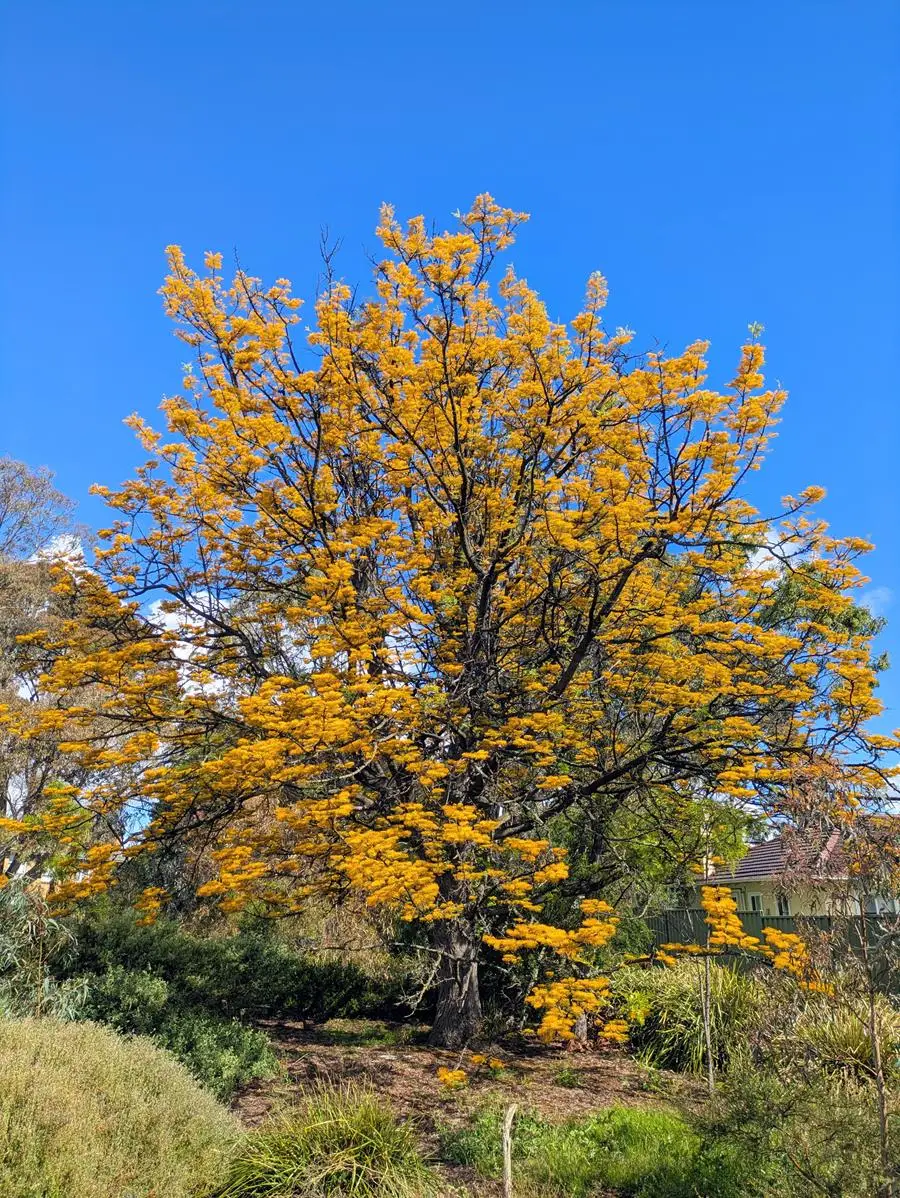 Silky Oak in flower