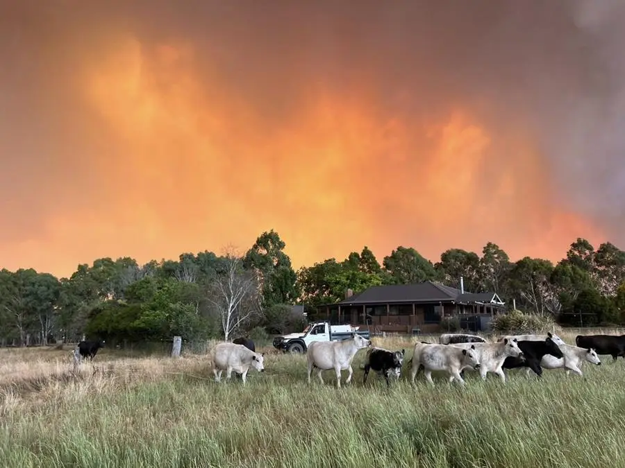 Fires at the farm, OriCoop