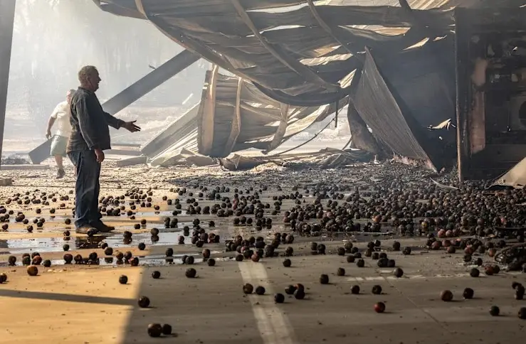 Harcourt Cooperative Cool Stores after January fires, 2025, picture by Jason South