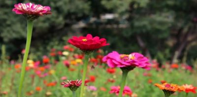 Zinnias flowering with bees at Joes Market Garden