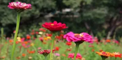 Joes Flowers-Zinnia - CERES Fair Food Zinnias flowering with bees at Joes Market Garden