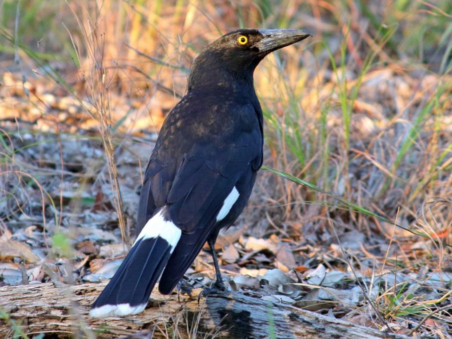 - CERES Fair Food Pied Currawong