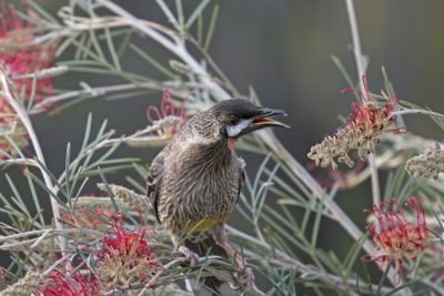 Red wattlebird