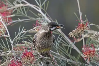Red wattlebird