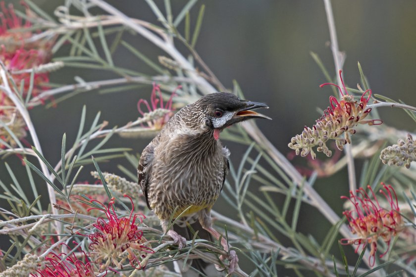 - CERES Fair Food Red Wattlebird in a grevillea