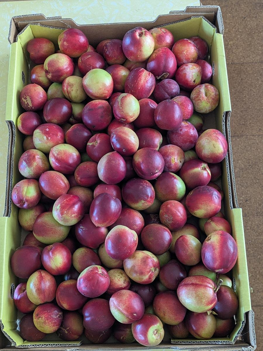 A box of homegrown nectarines