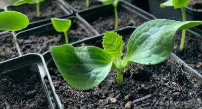 Cucumber seedling