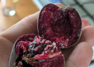 Red fleshed peach from backyard