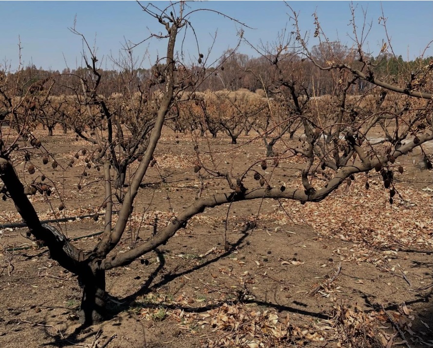 Spring Mill Orchard after 2026 bushfire, with burnt fruit on burnt trees