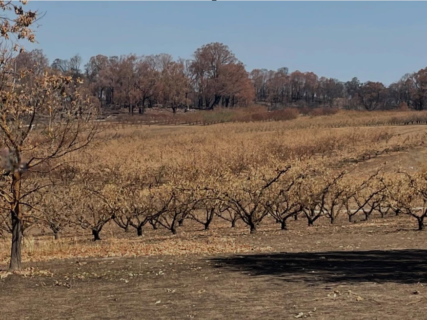 Spring Mill Orchard after 2026 bushfire, looking across the orchard