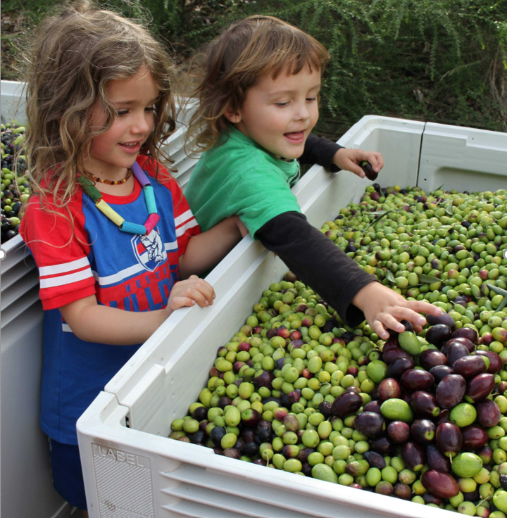 Kids with handpicked olives at CERES Olives to Oil event