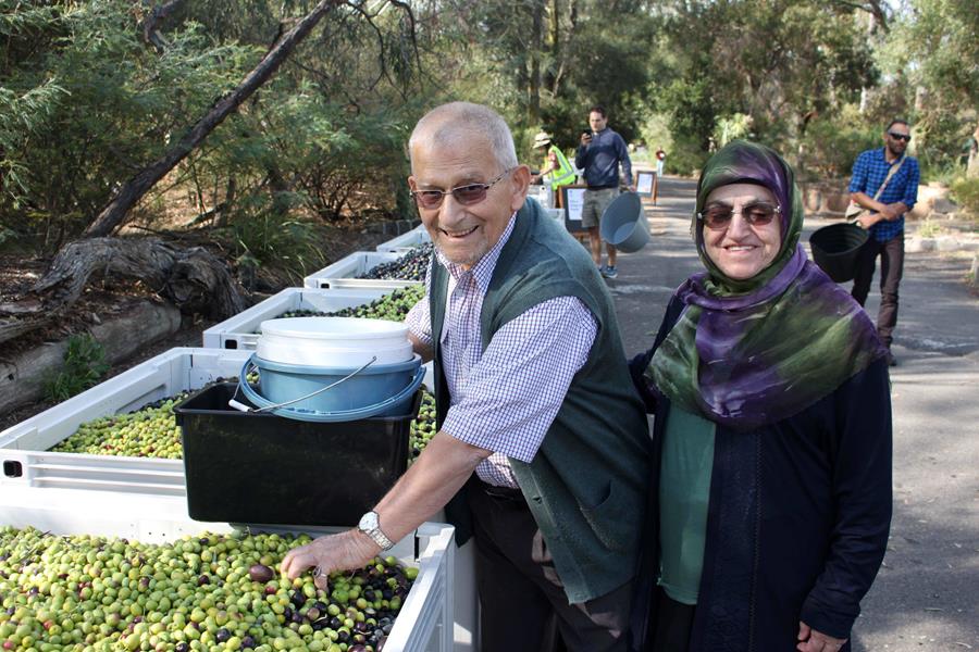 Olives to Oil, CERES. A smiling older couple add their harvested olives to the community collection 
