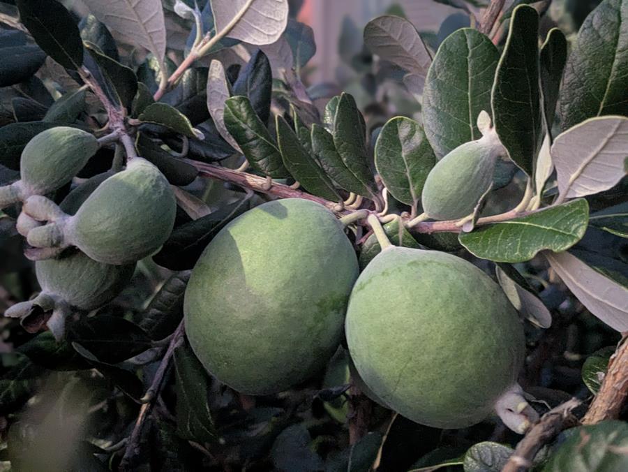 Chris Feijoa hedge - CERES Fair Food Several large feijoas almost ready to harvest, on a garden shrub