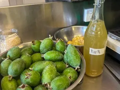 Feijoa Fizz 1 crop - CERES Fair Food Feijoa Fizz - autumn feijoas in a bowl on the bench, with sugar and a jar of fizz ready to test