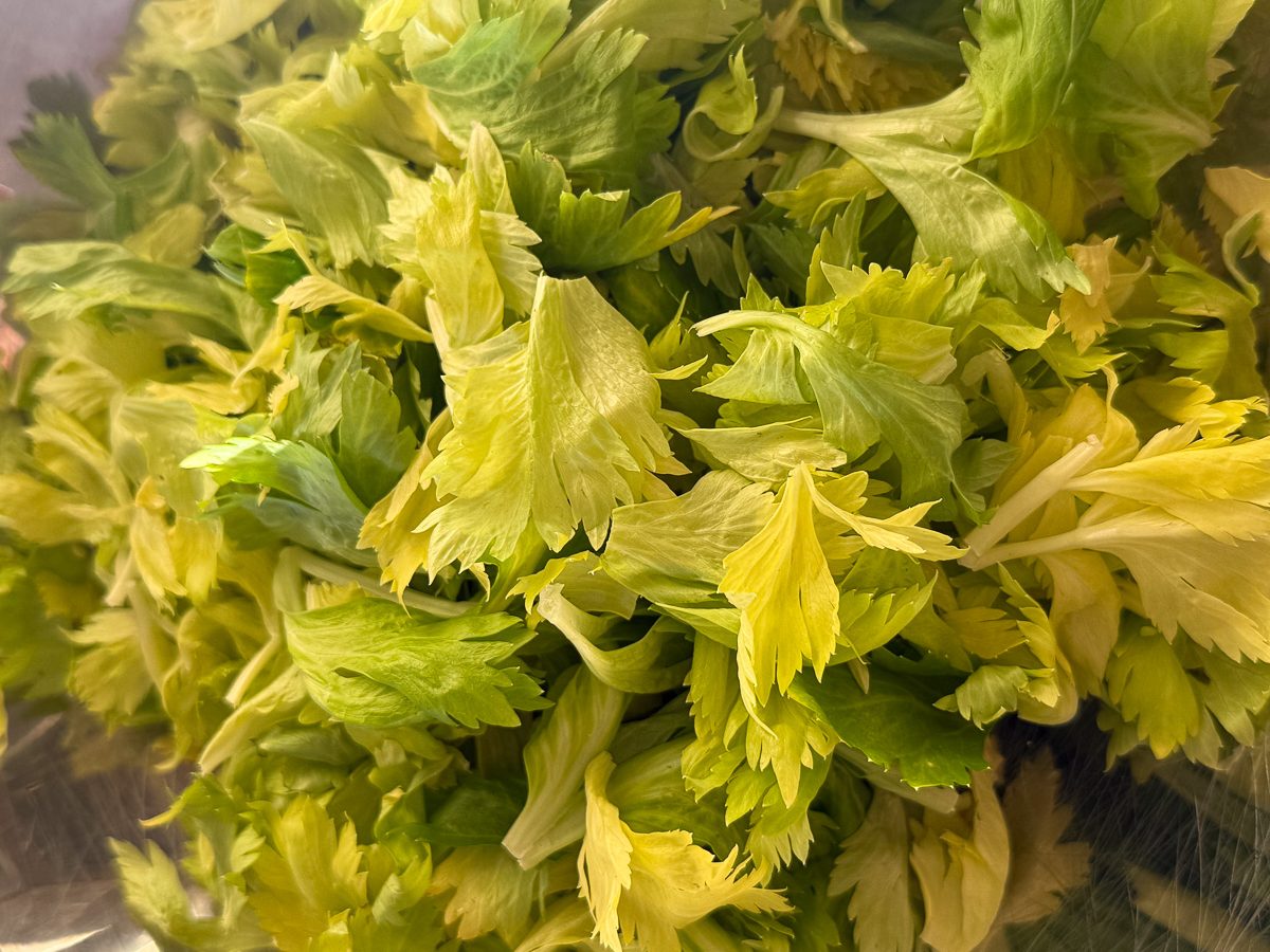 Celery leaves washed and dried, Samantha Cross