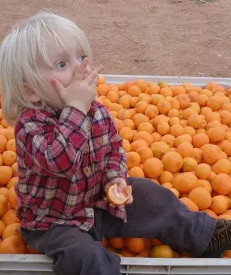 Seb-OrangeLadyFarm - CERES Fair Food Orange Lady mandarins