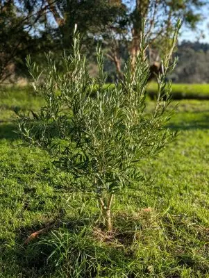 Young olive tree at fish creek farm