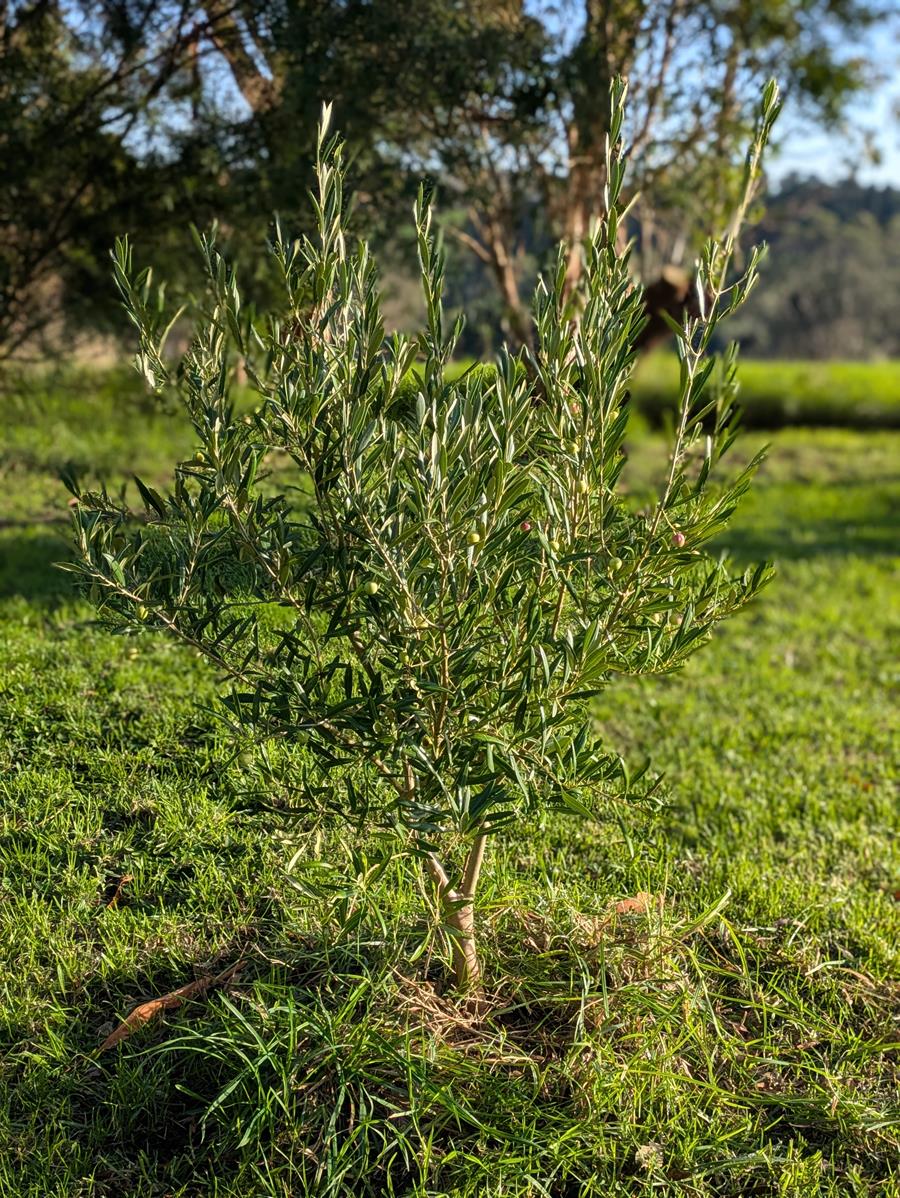 Young olive tree at fish creek farm - CERES Fair Food Young olive tree at fish creek farm