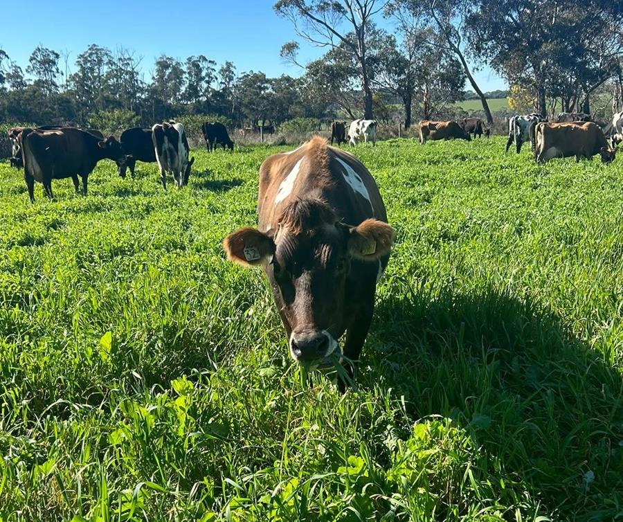 Dairy cow at Schulz Organic Dairy, Timboon VIC