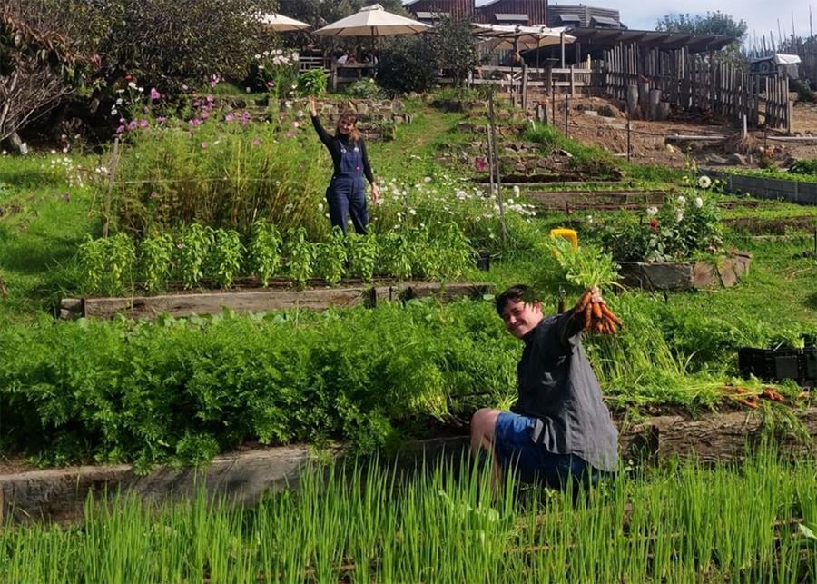 HoneyLane - CERES Fair Food A man kneels in a terraced vegetable garden, proudly holding a bunch of carrots, with another person waving in the background.