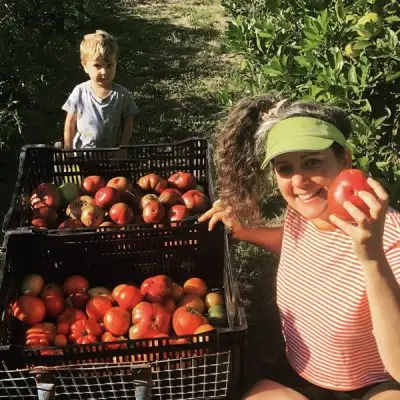 Tomatoes being picked and put into crates with small child watching - CERES Fair Food - CERES Fair Food Woman in a green visor shows a red tomato beside crates of apples in a sunlit orchard, with a child standing nearby.