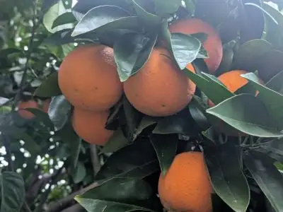 Oranges on backyard tree - Chris - CERES Fair Food - CERES Fair Food Ripe oranges hanging on a citrus tree among glossy green leaves.
