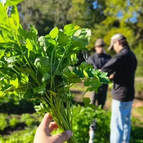 Parsley bunch at Joe's Garden
